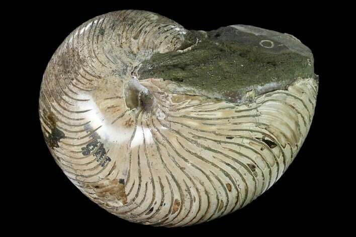 Polished Fossil Nautilus (Cymatoceras) - Madagascar #157819